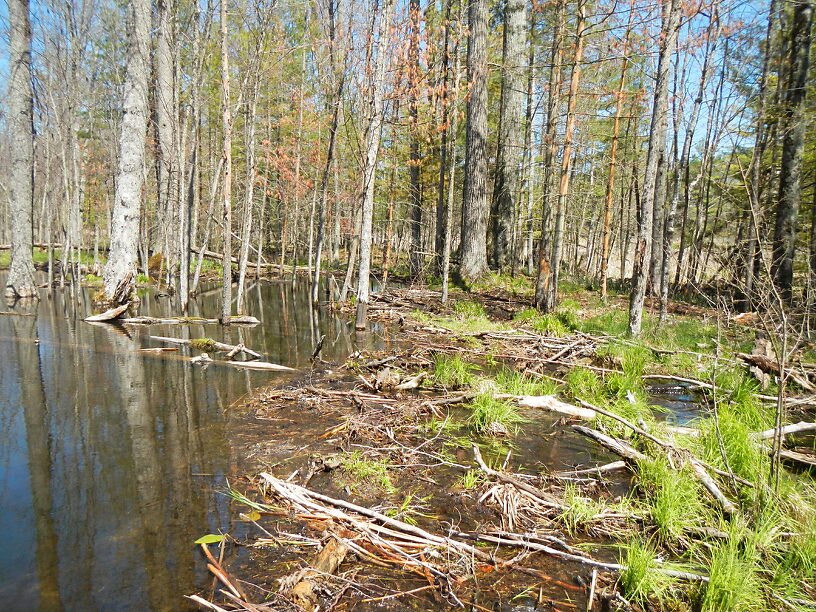 With a little help from...Castor canadensis