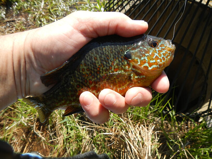 Beautiful male pumpkinseed!