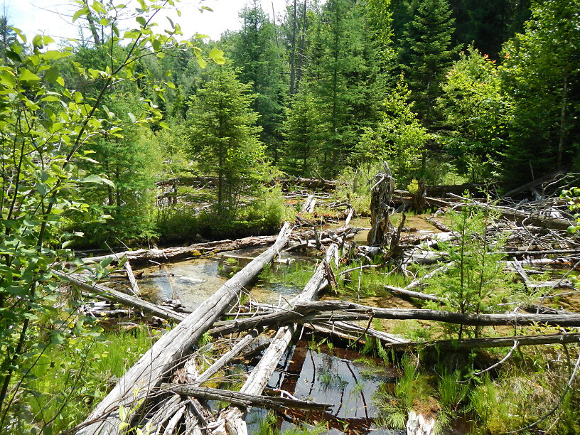 Not that they're easy...but what a cool place, full of bog plants like sundews and wild cranberries