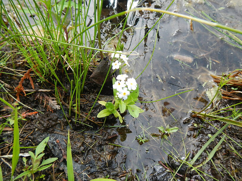 ...and forget-me-nots (Myosotis scorpioides)...