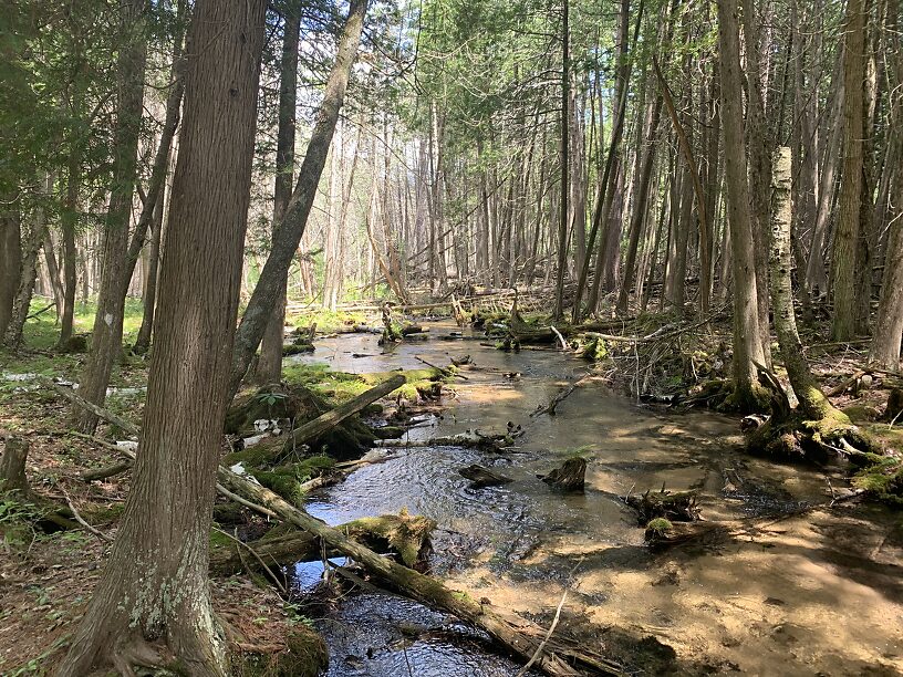 A cool canopy of northern white-cedar and cold, clear brookie waters