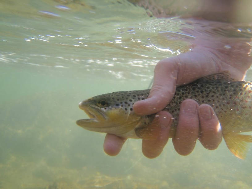 Underwater Brownie!