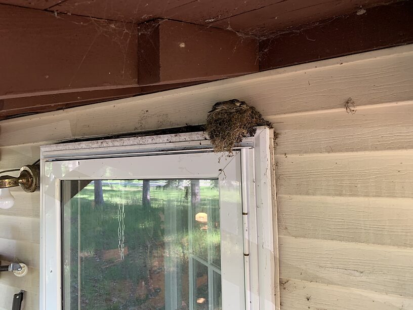 Nest with 5 (at least) baby eastern phoebes right above my front door...that fledged the day after the boys left!