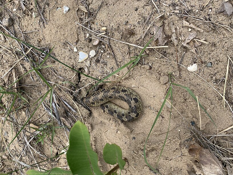 Hognose snake the boys saw on the trail into the Canyon