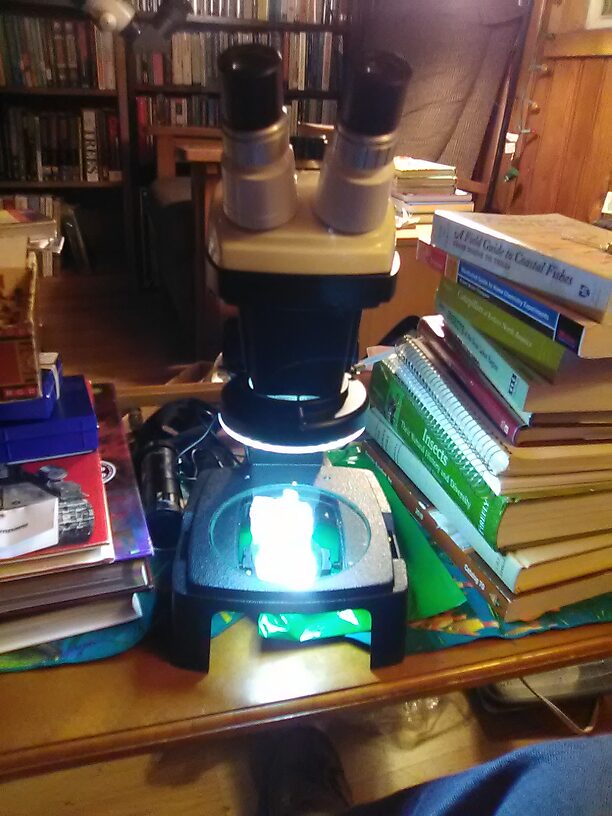 New (used) B&L stereozoom 7x-30x with a Unitron ring illuminator...perfect for the home entomologist!