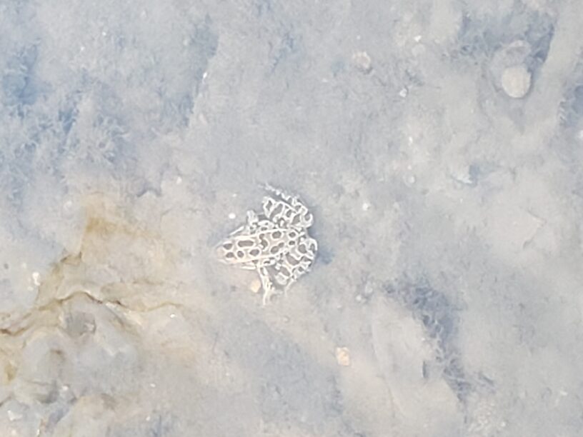 Leopard frog in the creek.