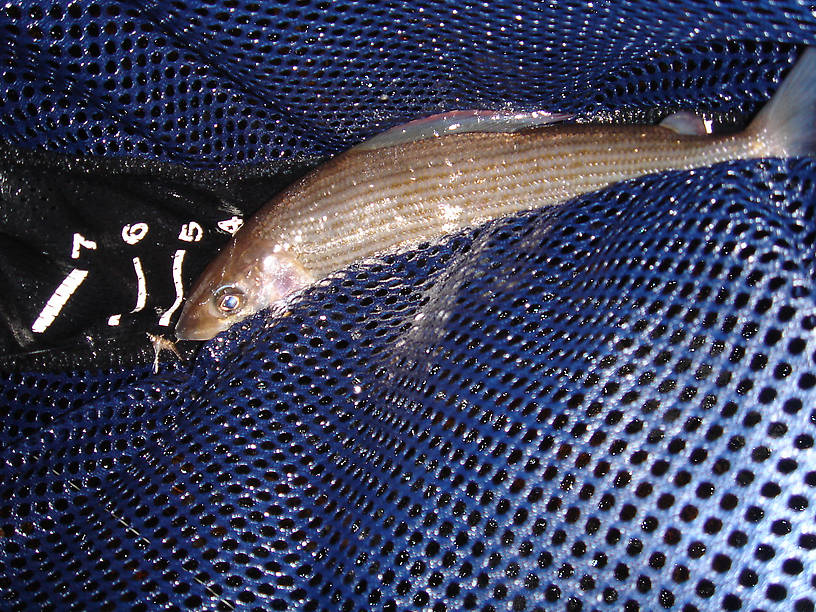 the grayling--looks rather like a chub, right? the famous blue fin is all folded up along the back.