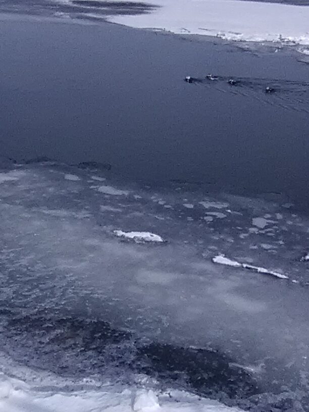 Can't tell from this pic but these are oldsquaw, a.k.a. long-tailed ducks, not a pintail but similar tail!