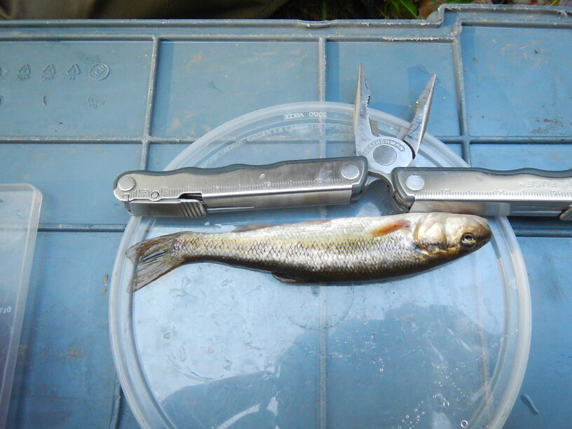 Creek chub, lots of these (Semotilus atromaculatus)