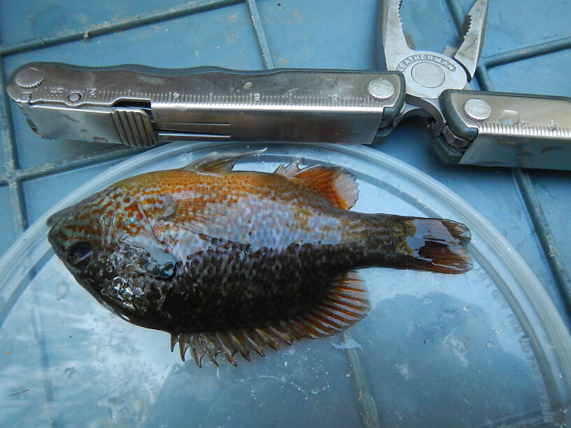 Beautiful longear sunfish (Lepomis megalotis)!