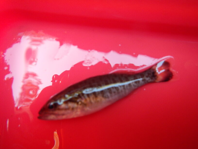 Baby bass!!  Little juvenile smallmouth 