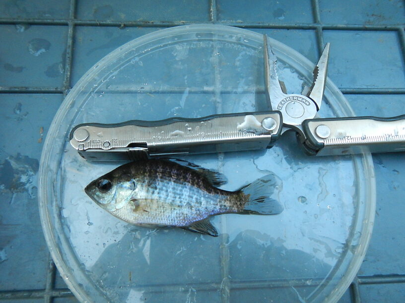 Juvenile bluegill