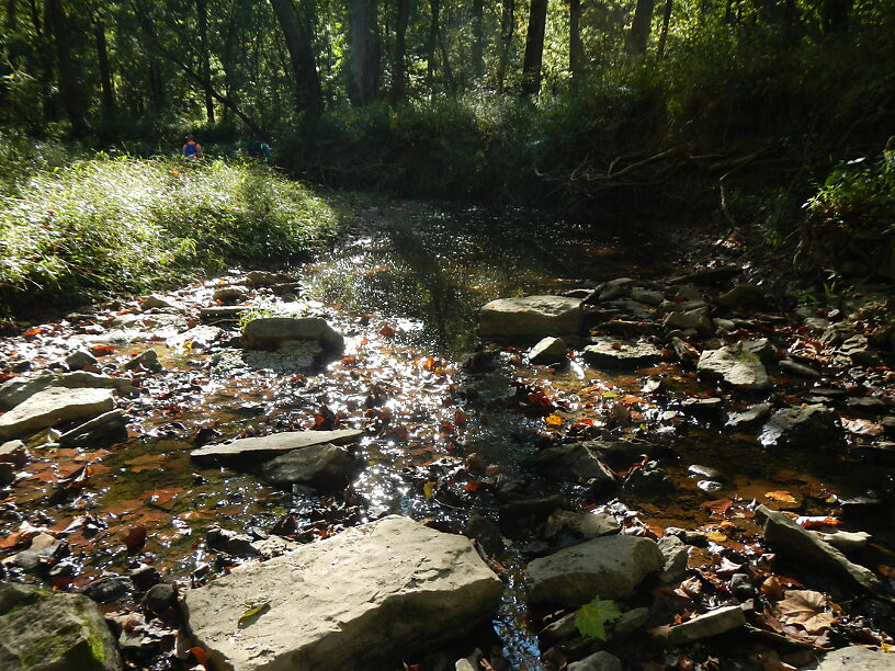 Another habitat shot...the lowest section of this stream was classic riffle/pool complexes & had the highest invertebrate diversity