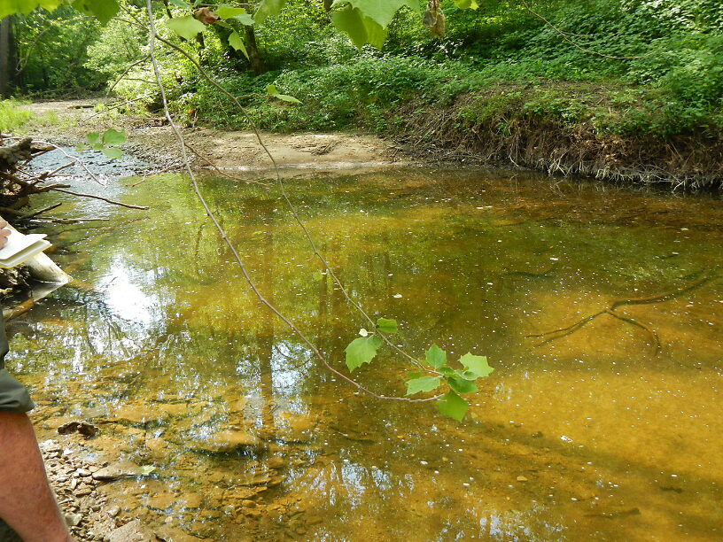 First field site, nice pool with some riffle and glide, undercuts, roots...good habitat!