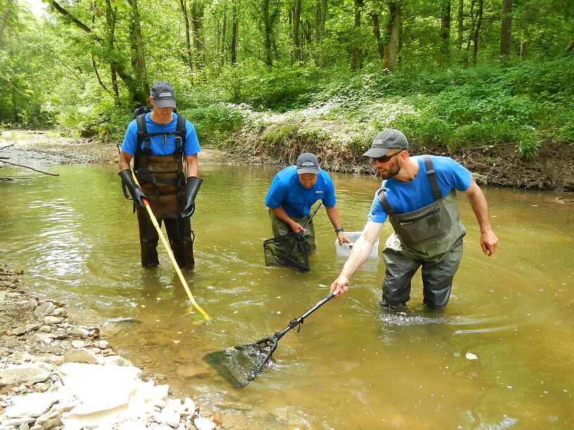 Fish shocking crew in action