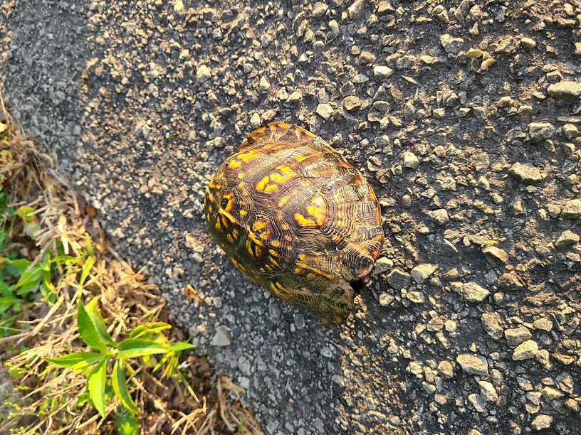 Eastern box turtle, on the list for Indiana as of Special Concern...I haven't seen one since I was in Missouri in 1997!