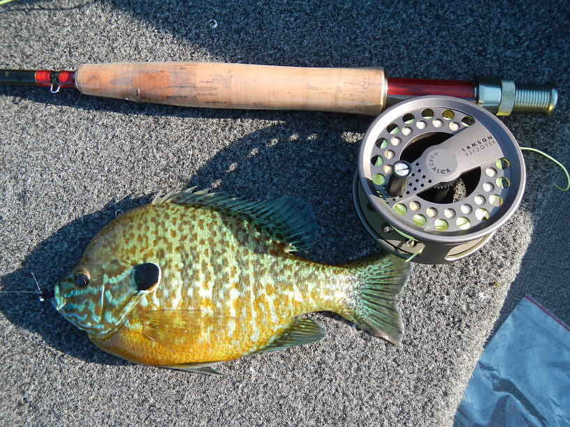 Big pumpkinseed too!