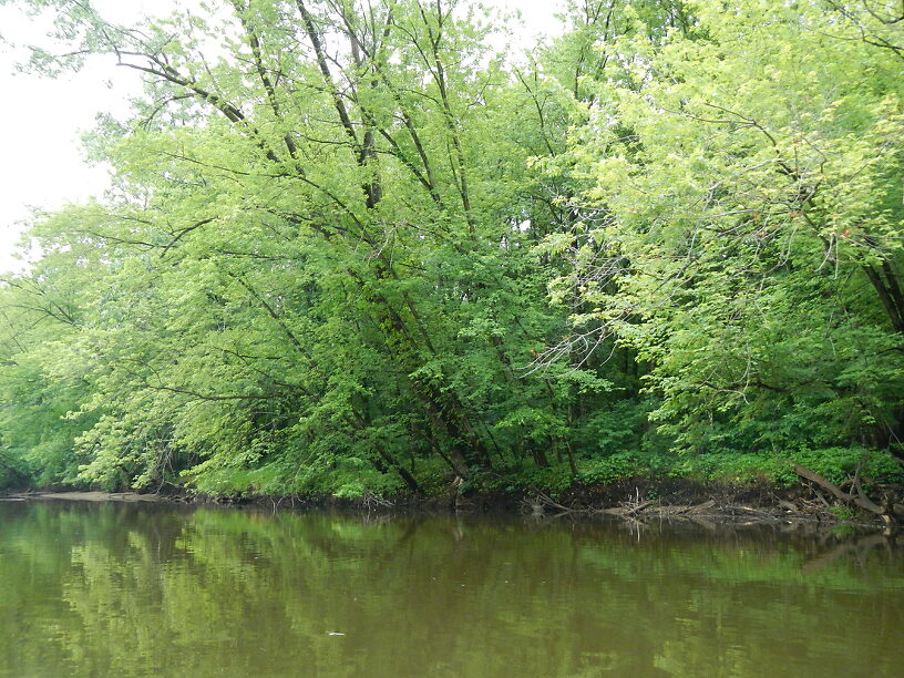 Beautiful riparian vegetation on the Muskegon