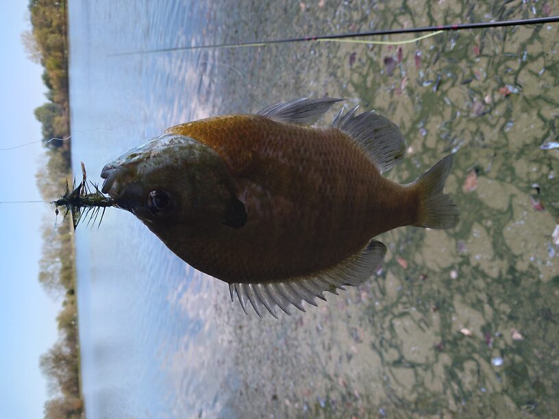 Nice fat colorful male 'gill