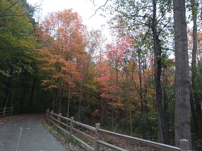 Sugar maples are lighting up