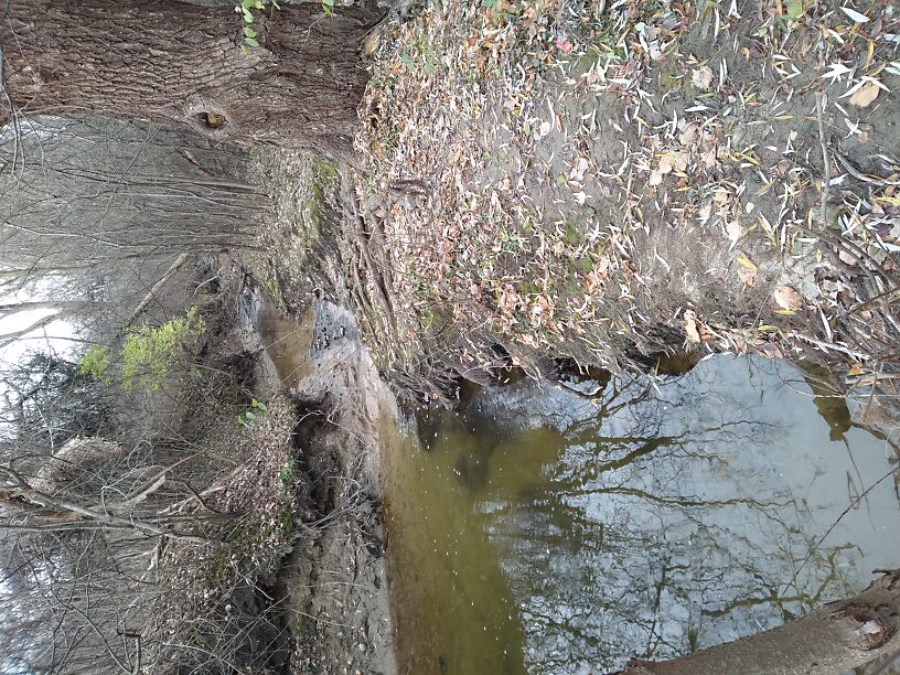 There are three riffle/pool complexes in this photo looking upstream