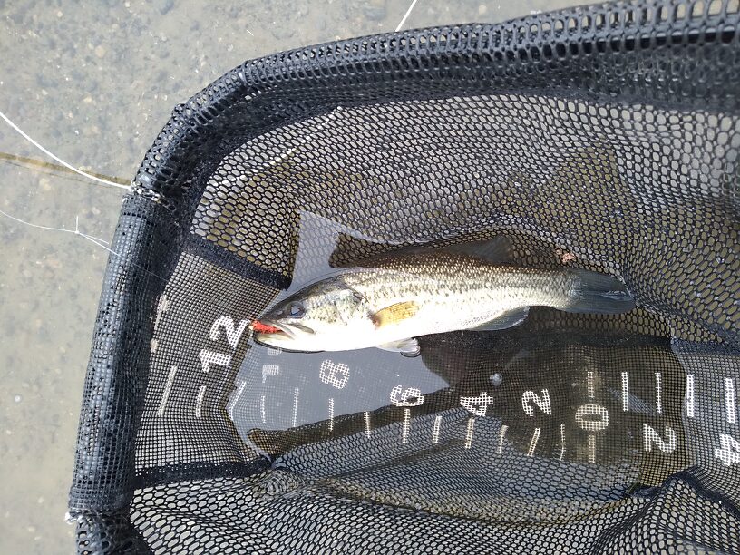 Not exactly Fat Basstard but I got my 5-weight bent pretty good!