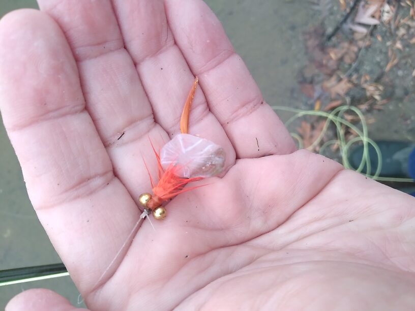 Accidentally snagged a carp! Thought it was a log until it moved! Left a scale stuck to my fly as a souvenier!