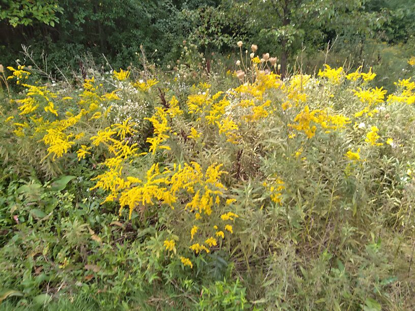 So were fall wildflowers!