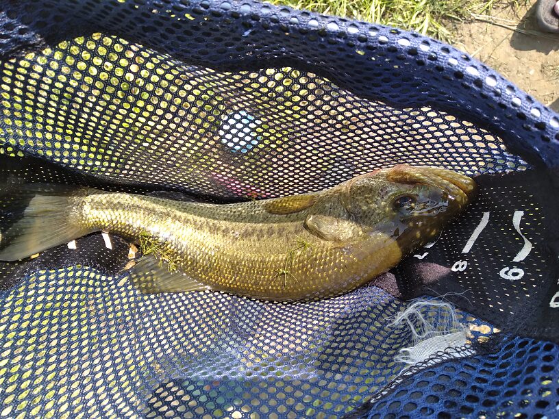 FAT BASSTARD!  For this little pond anyway...bent the 3-weight over so hard I was sure it would pop a knot!