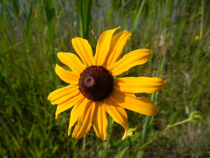 Black-eyed-Susans are just starting (Rudbeckia hirta)