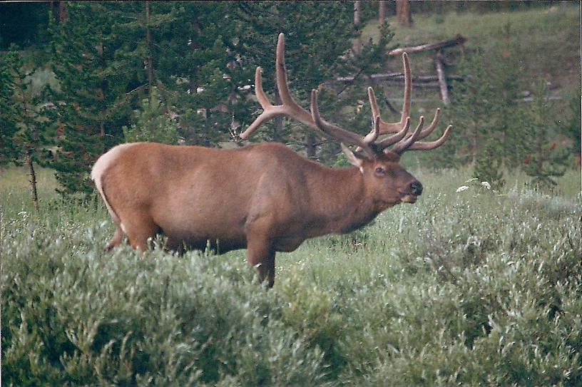 Yellowstone Park Elk...I'm on the opposite bank of a skinny raging little creek and I could not get him to lift his head for the shot. I'm jumping up and down shouting etc and finally! I bet he's happy I'm a vegetarian!