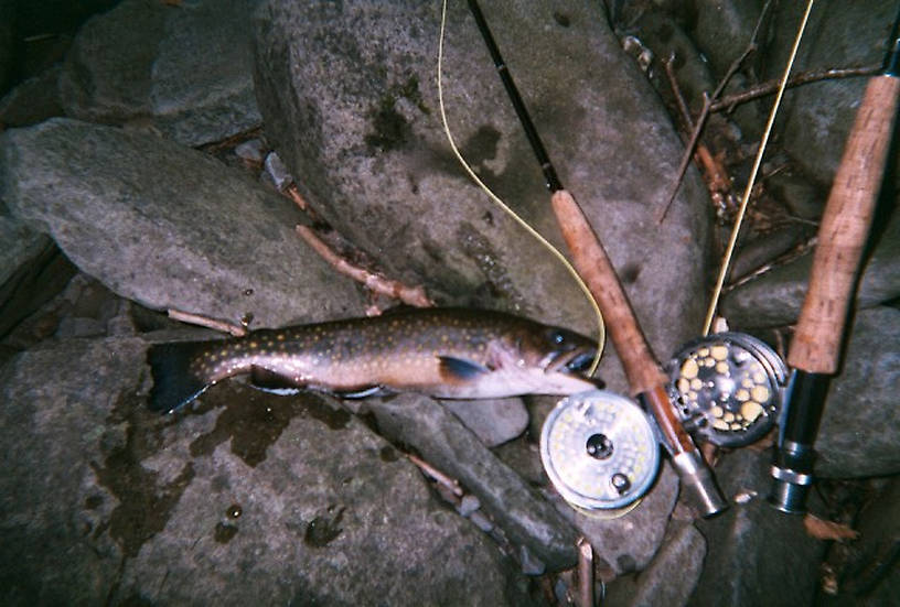 12in Native Brookie