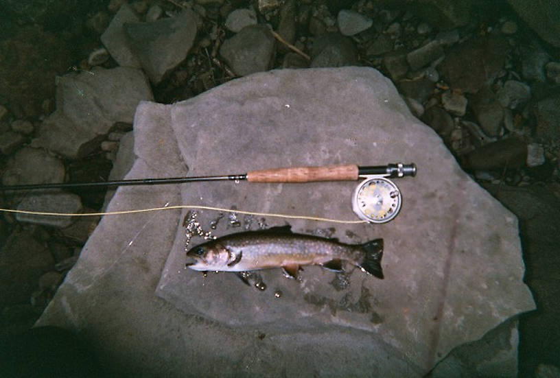 13in Native brookie