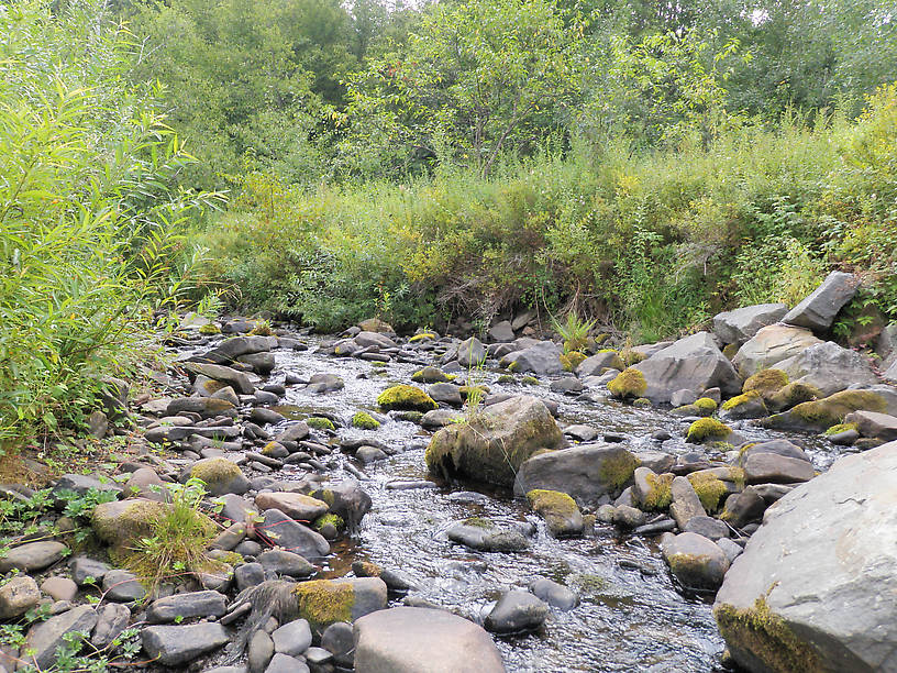 Little native creek.