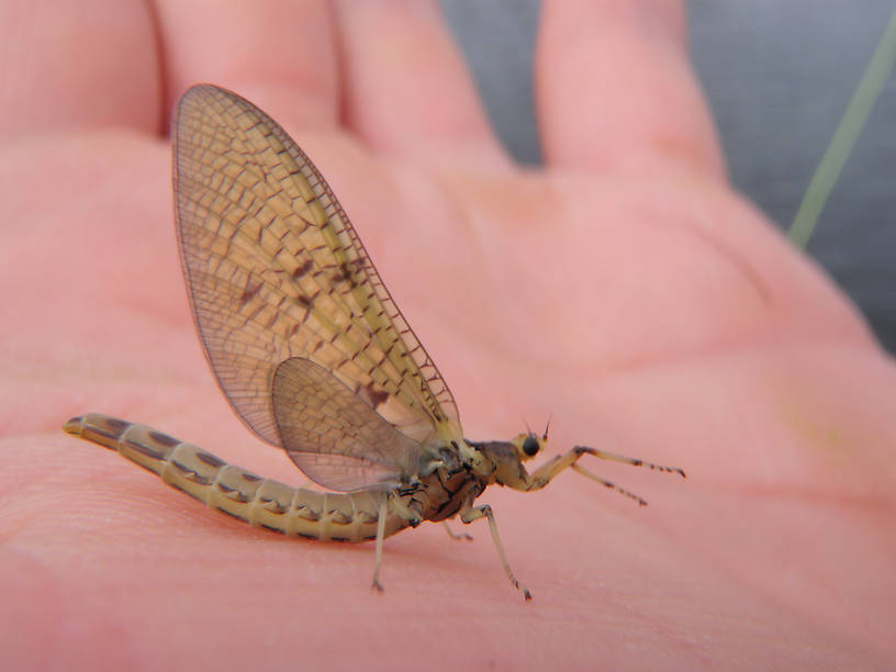 Mayflies coming off the Corrib.