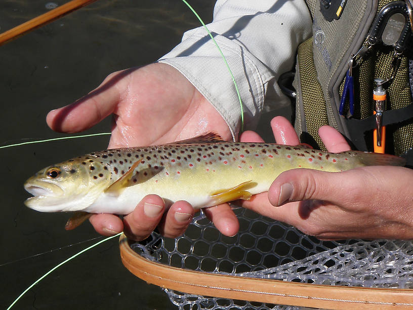 a typical wild brown from this spring creek