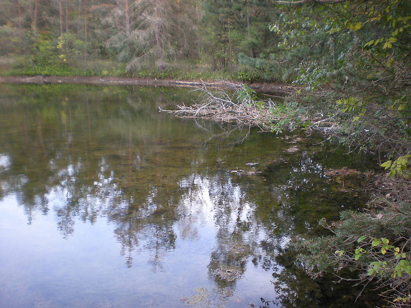 Secluded woodland pond