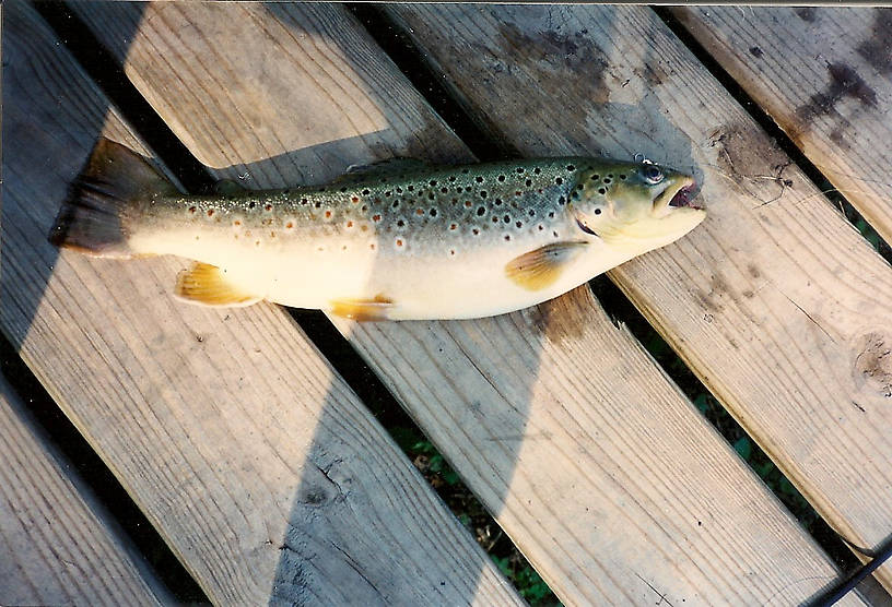 Nice brown headed for the table