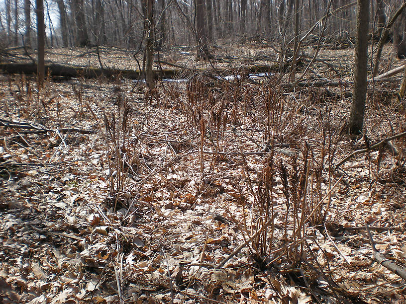 Ostrich fern fertile fronds