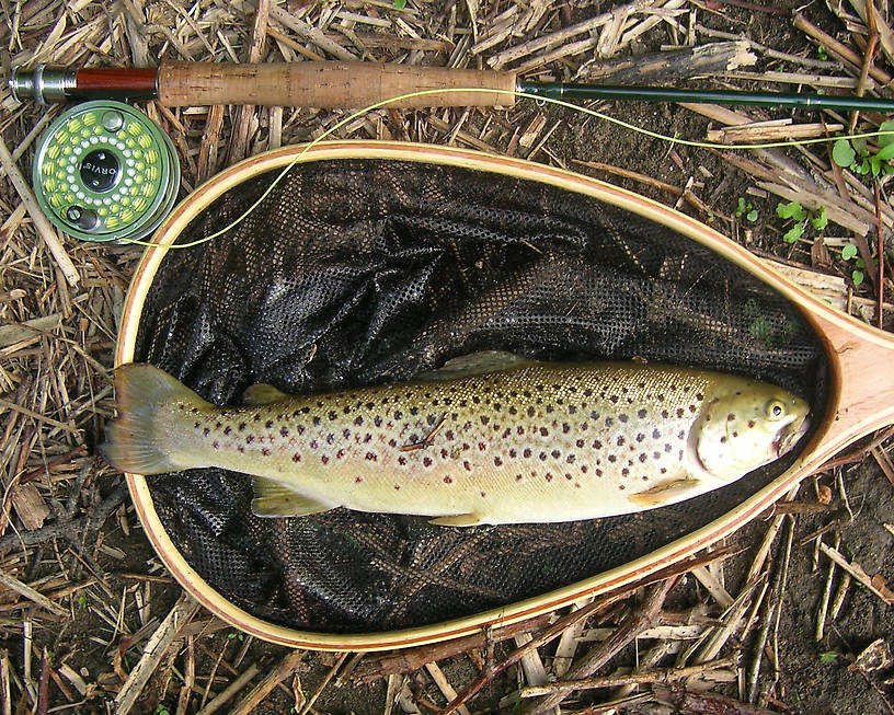 15" Brown - #16 Adams