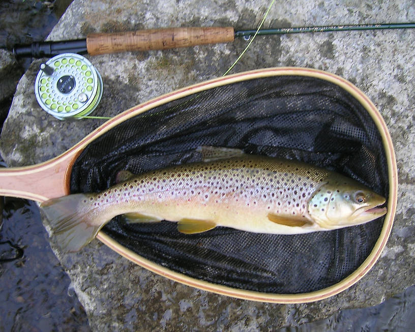 16" - 17" (I'll call it a 16.5") Brown - #12 beadhead nymph (olive body, brown thorax)