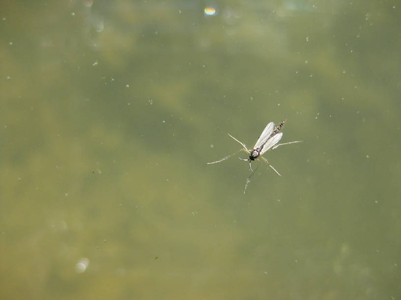 Finally on top, but the way the trout were feeding on these little critters it's still a precarious situation. 