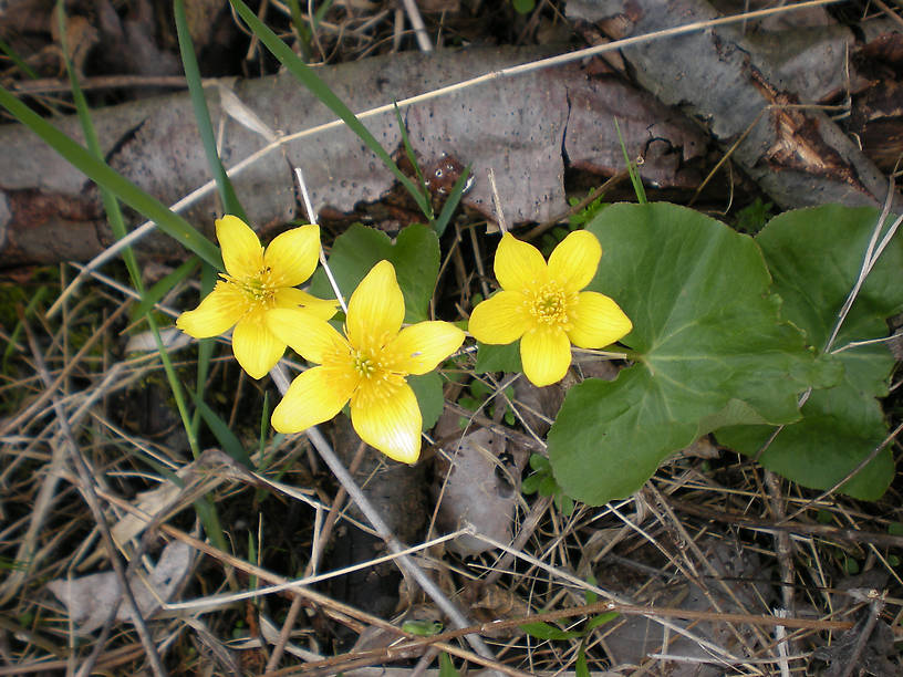 Marsh marigolds blooming on the bank