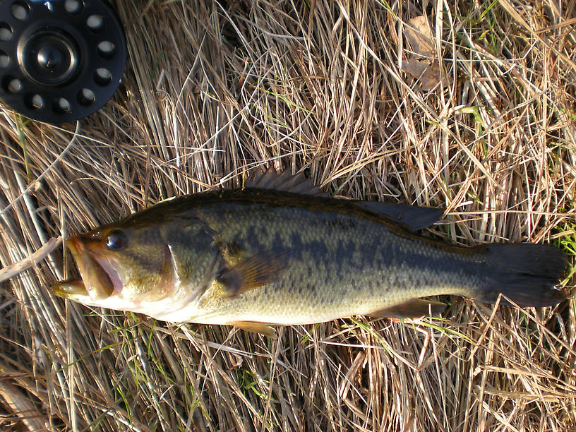 Largemouth from Clark's Marsh ("backyard", actually about a 40-minute walk from my house)