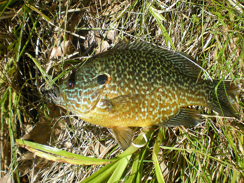 Nice big fat male spawning pumpkinseed