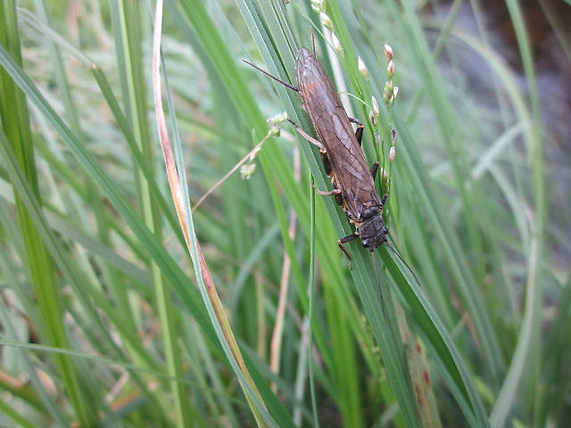 Agnetina capitata (Northern Stone)? I updated this after a post in June 2013 from Kurt. He was responding to a post of another one posted June 2013...Ann Miller has it listed as Golden Stone along with Paragnetina & Acroneuria...Family Perlidae.