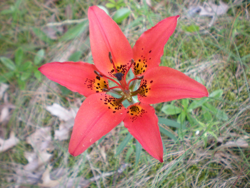 Wood lily (Lilium phiadelphicum)