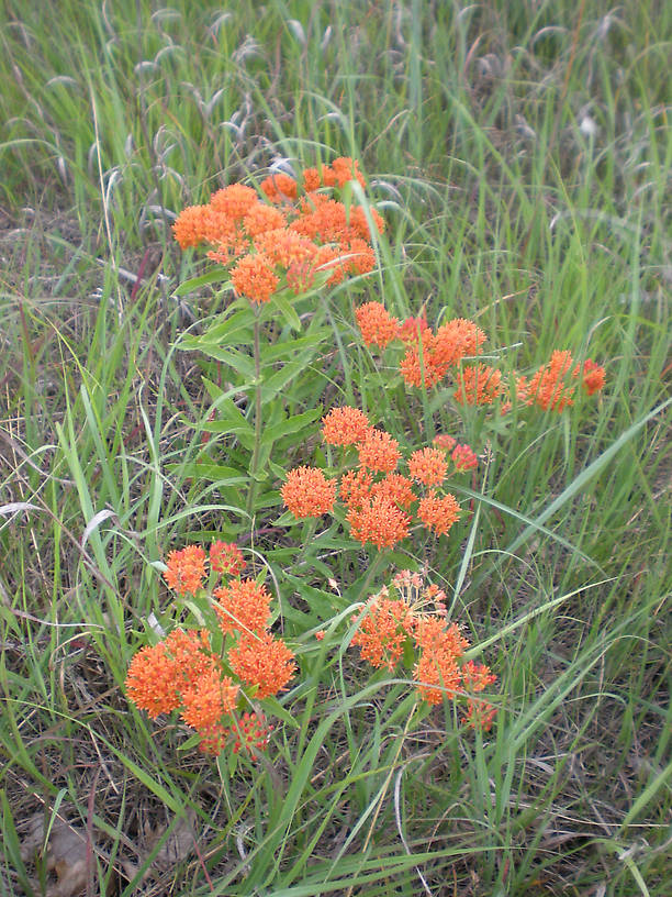 Butterfly weed (Asclepias tuberosa)