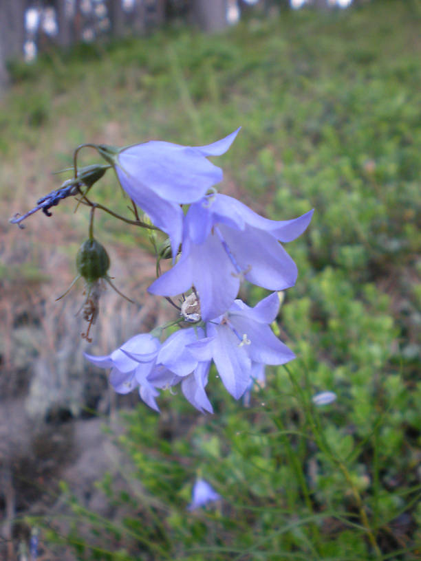 Harebell (Campanula rotundifolia)