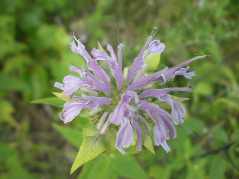 Beebalm or wild bergamot (Monarda fistulosa)